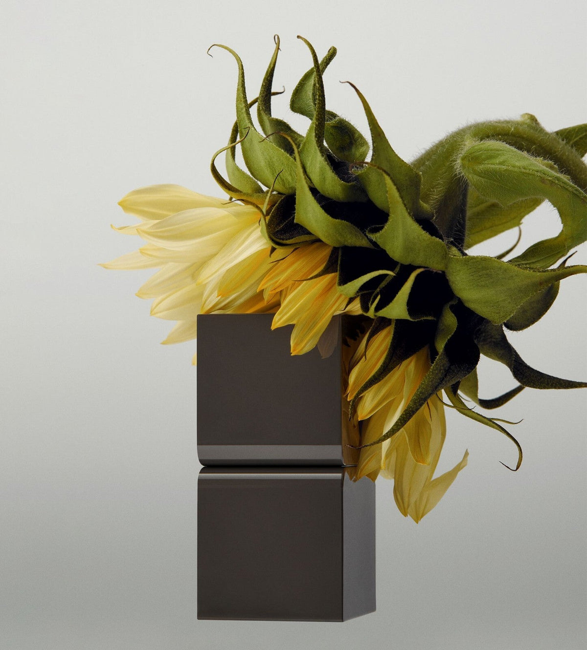TAMBURINS Perfume Balm Chamo case beside a wilting sunflower